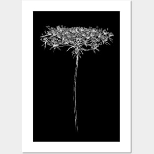 Queen Anne Lace Print Posters and Art